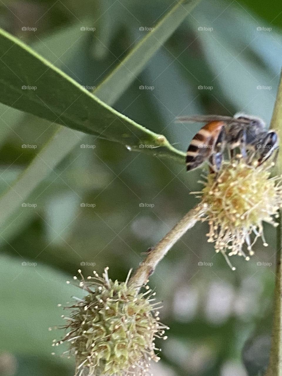 Bee