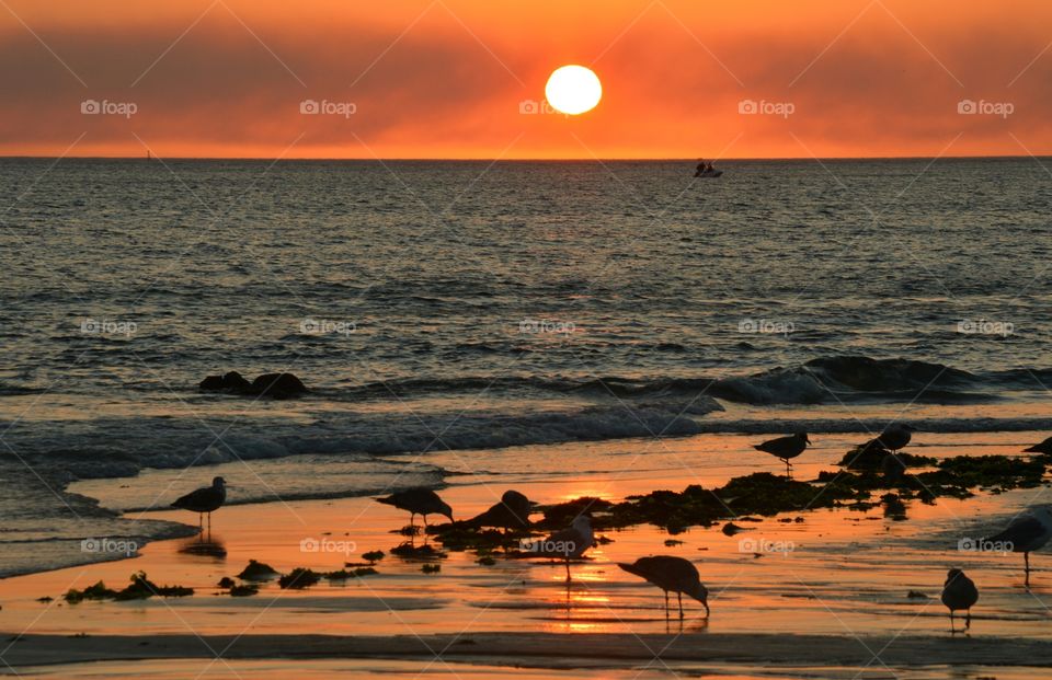 Low tide sunset