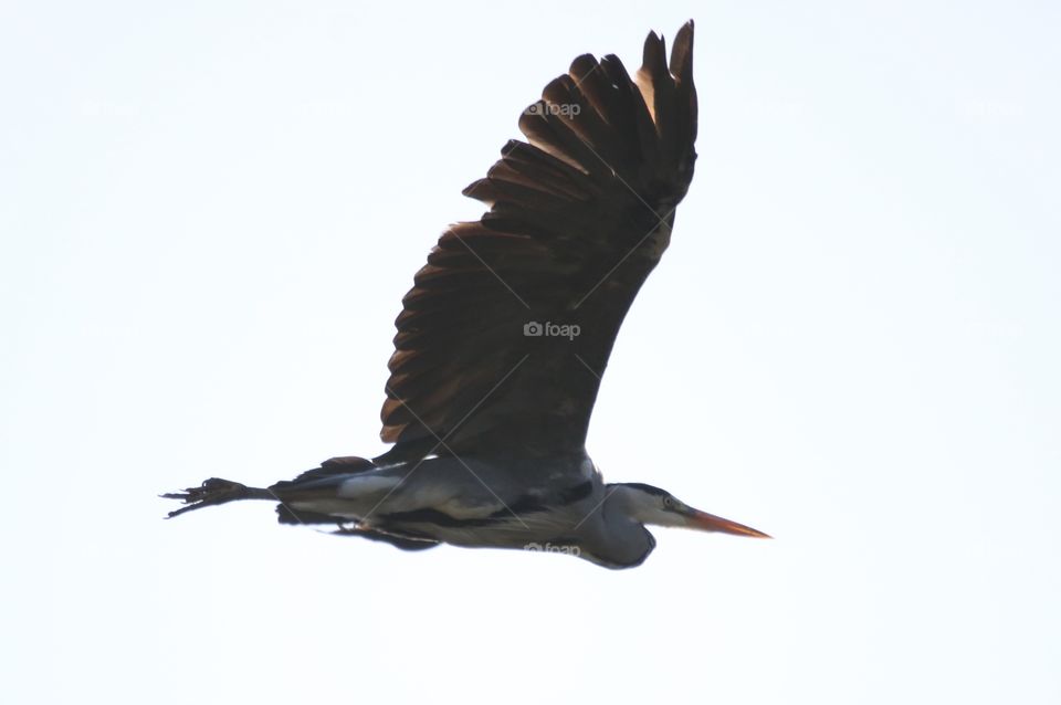 Gray heron in flight