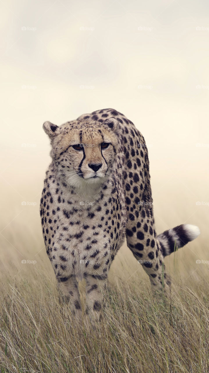cheeta