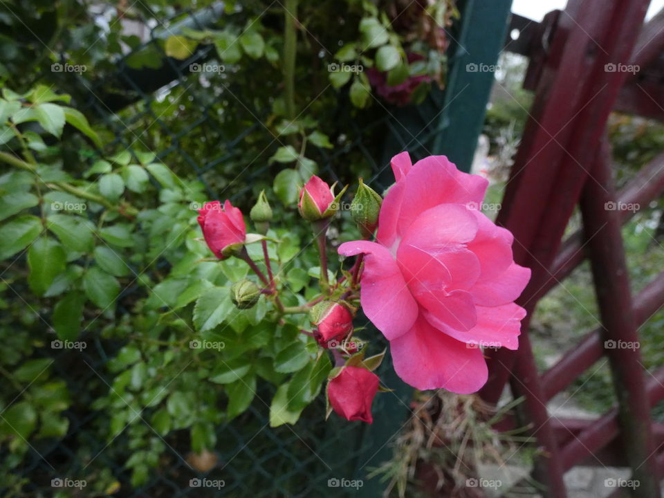 pink roses