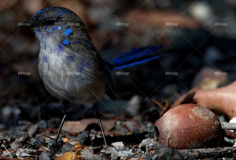 Splendid Fairy-wren 