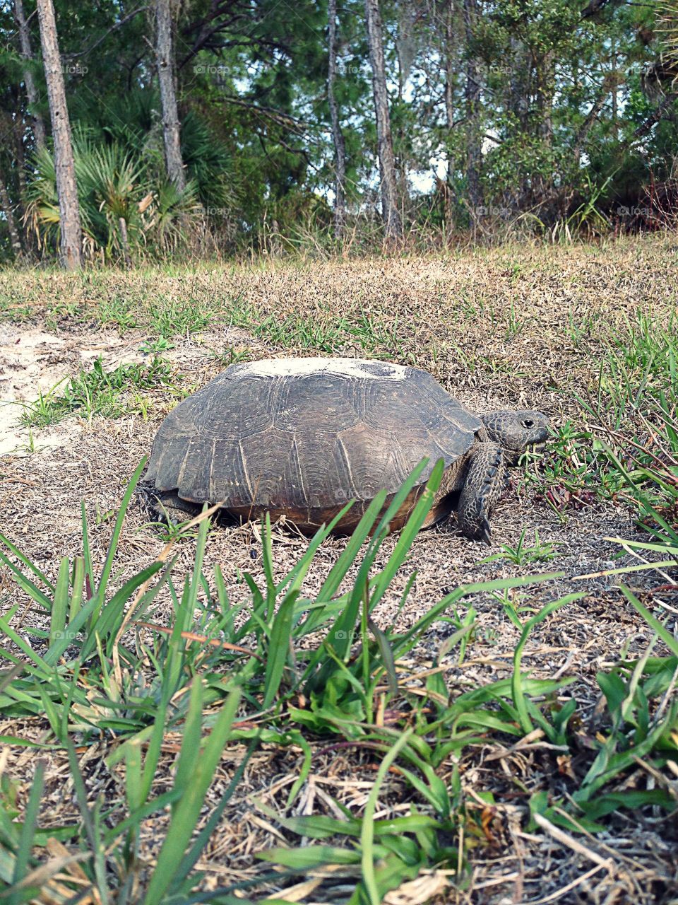 Tortoise 