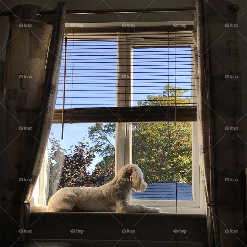 Cockerchon in autumnal window sunlight