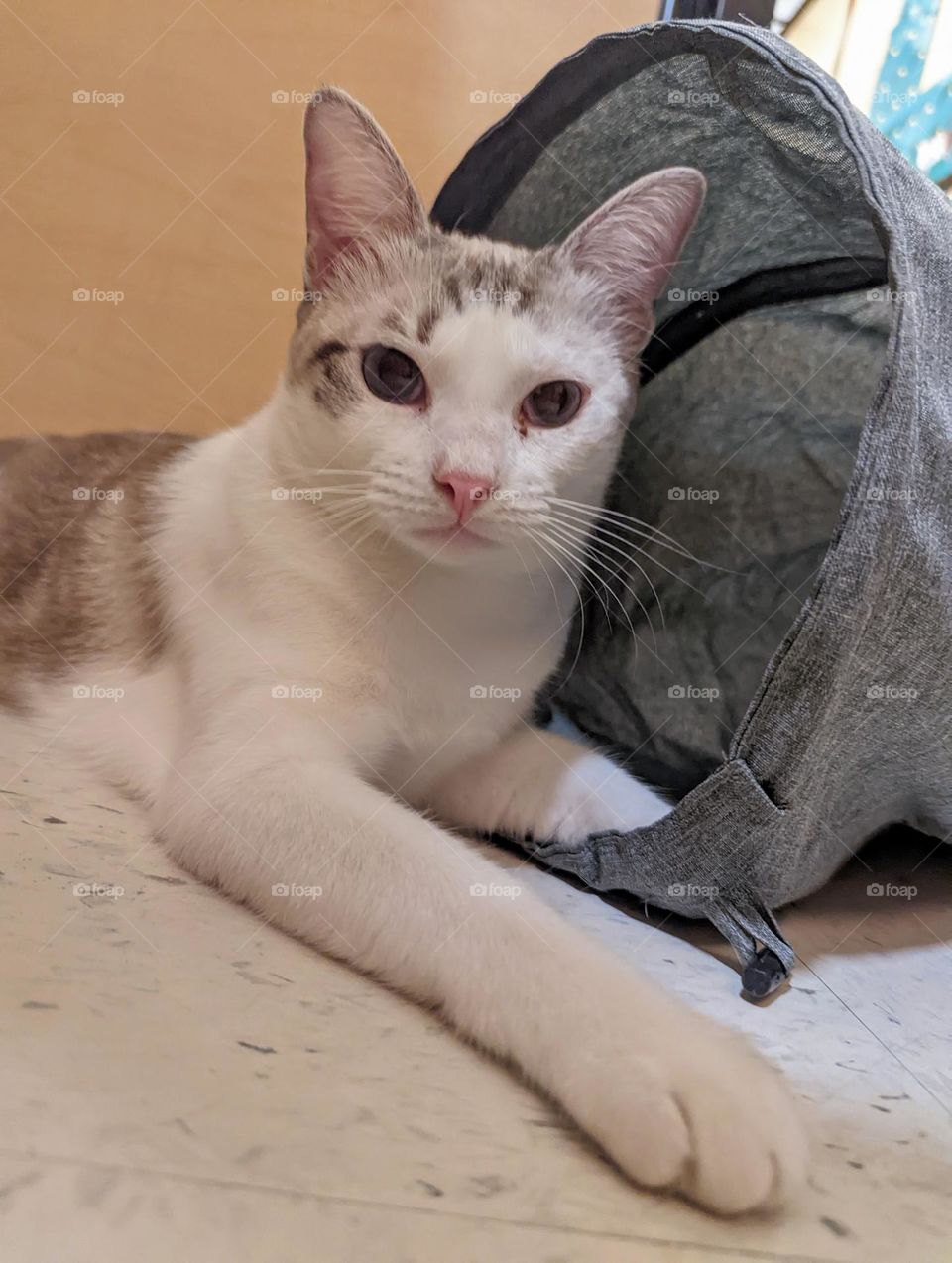 Every day is Caturday