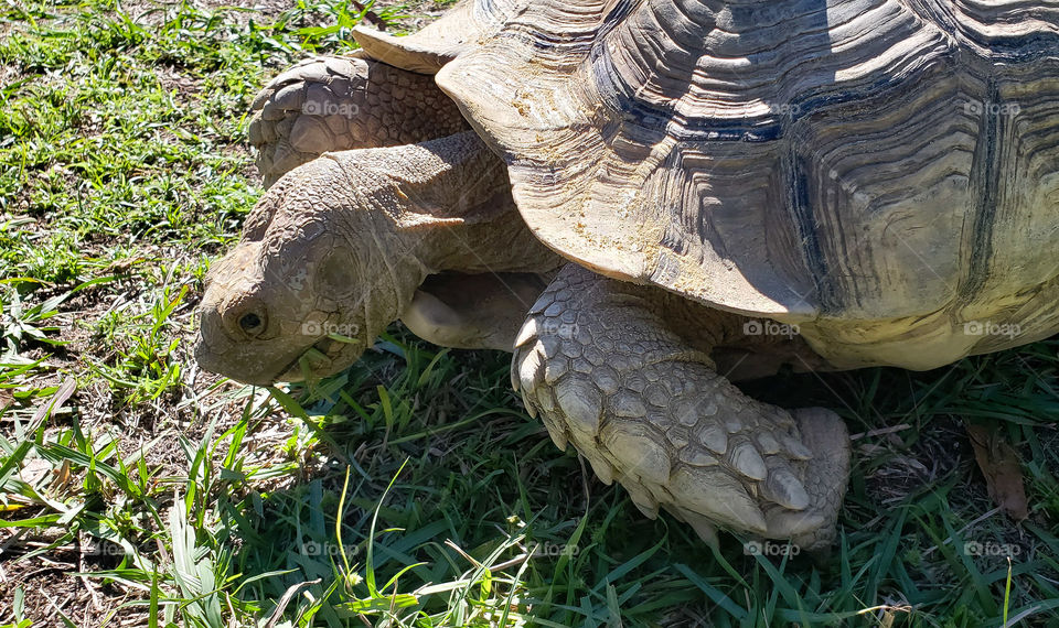 giant tortoise is eating grass..