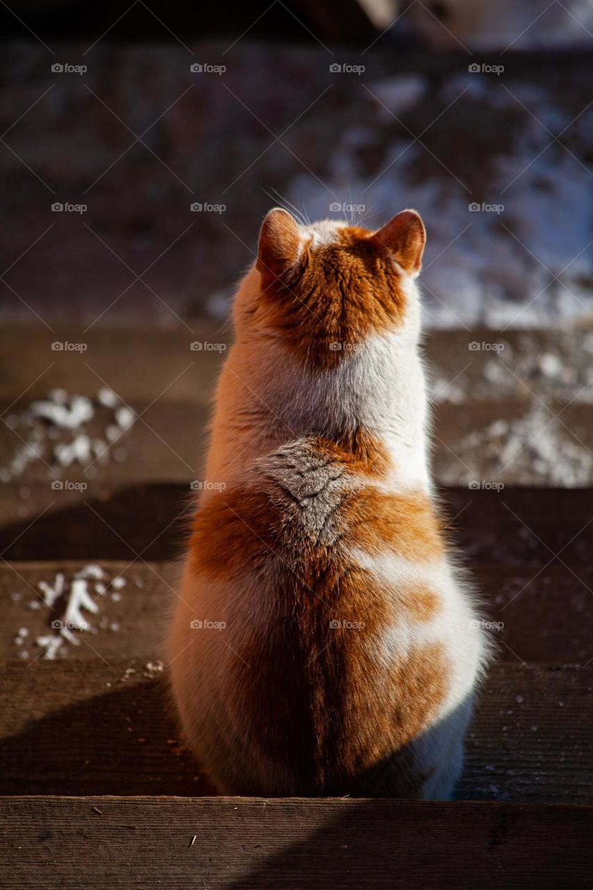 Back view of a cat 