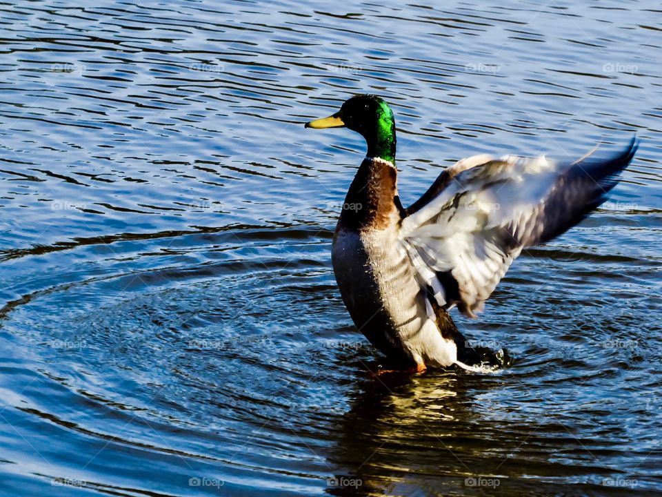 Duck in the light of the spring sun