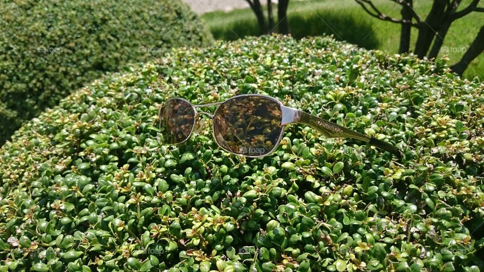 Goggle on plant