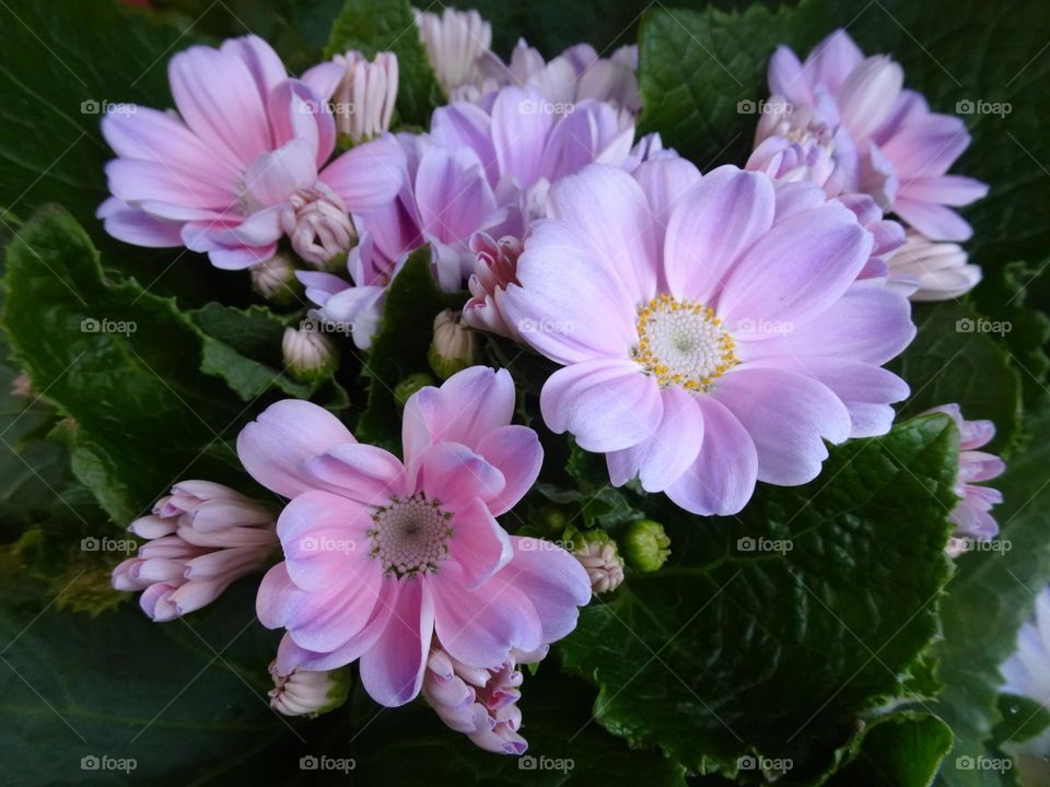 Flower blossoms of florist’s cineraria 