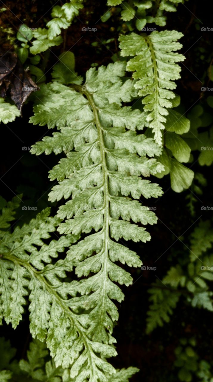 Fern Leaf