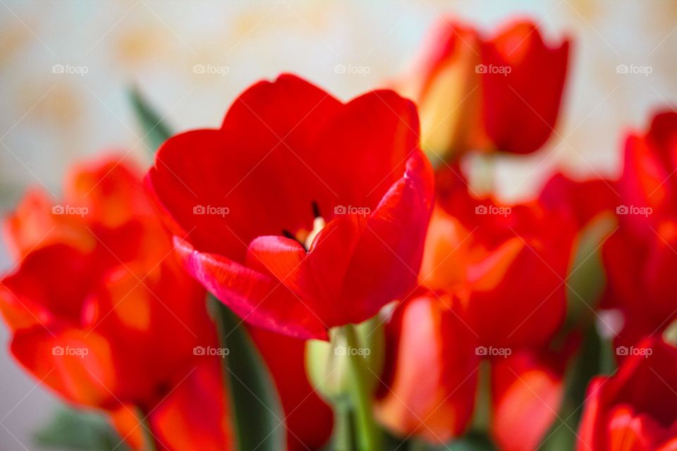 Tulips