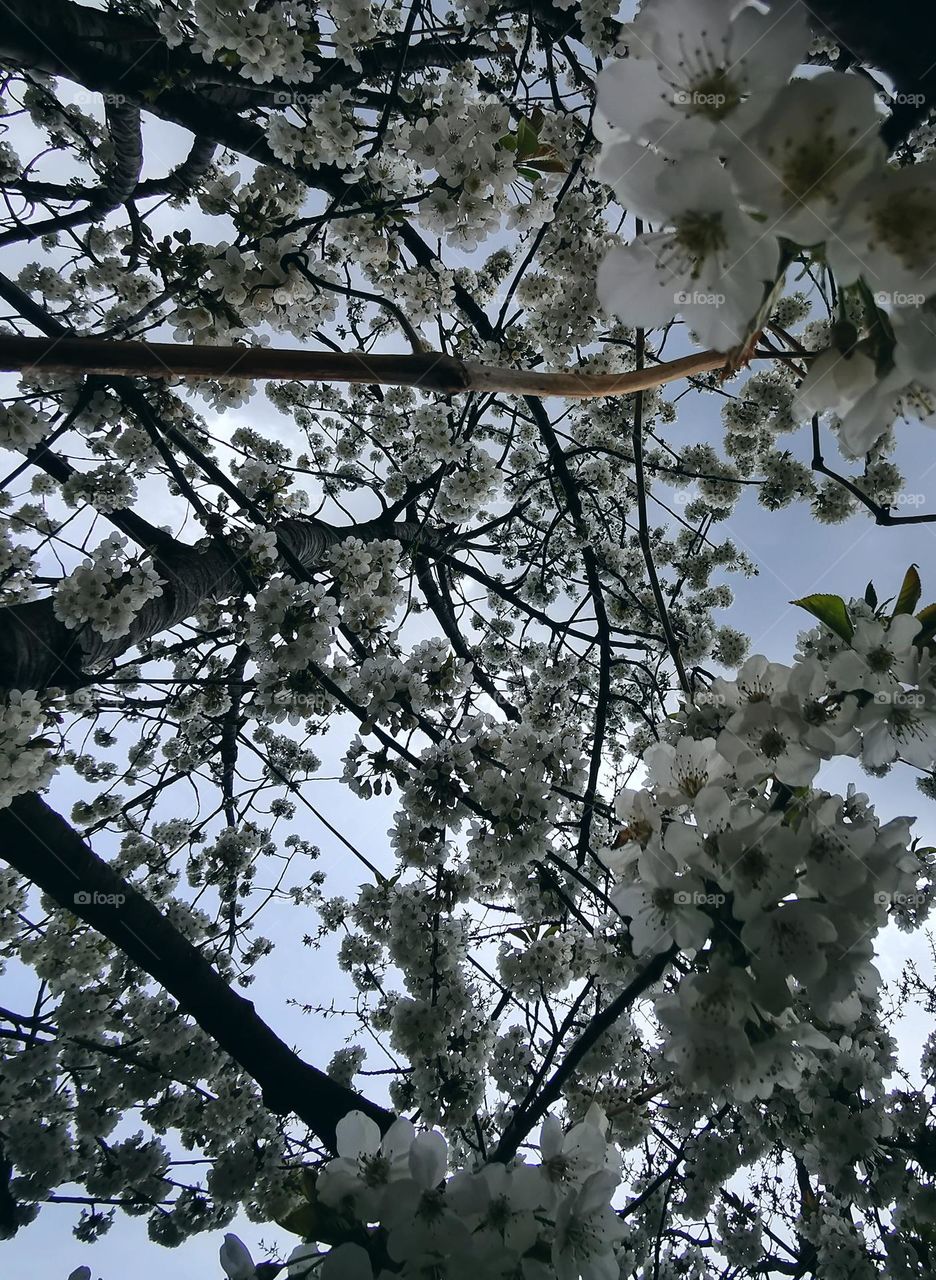 Flowery view of cherry tree