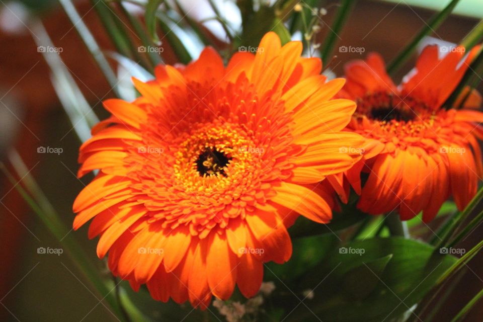 Orange flower - Gerber flower