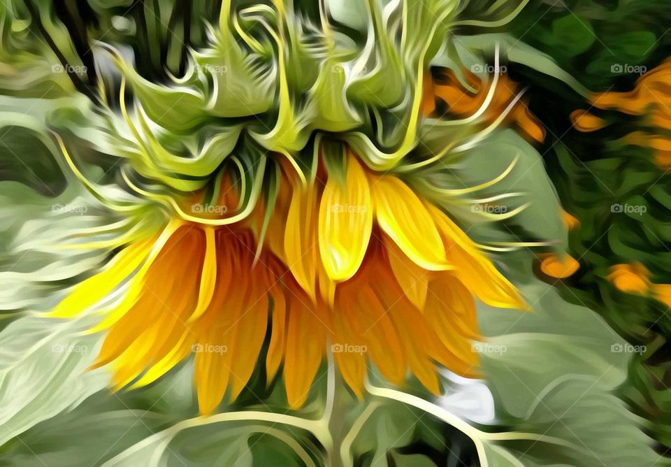 Sunflower in Oil Paint effect