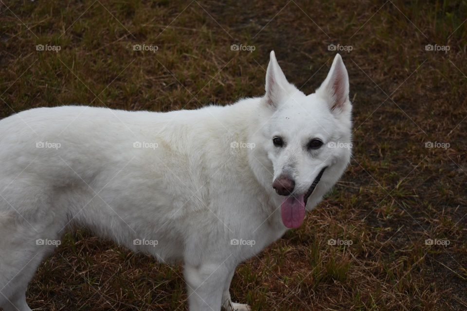 White German Shepherd 