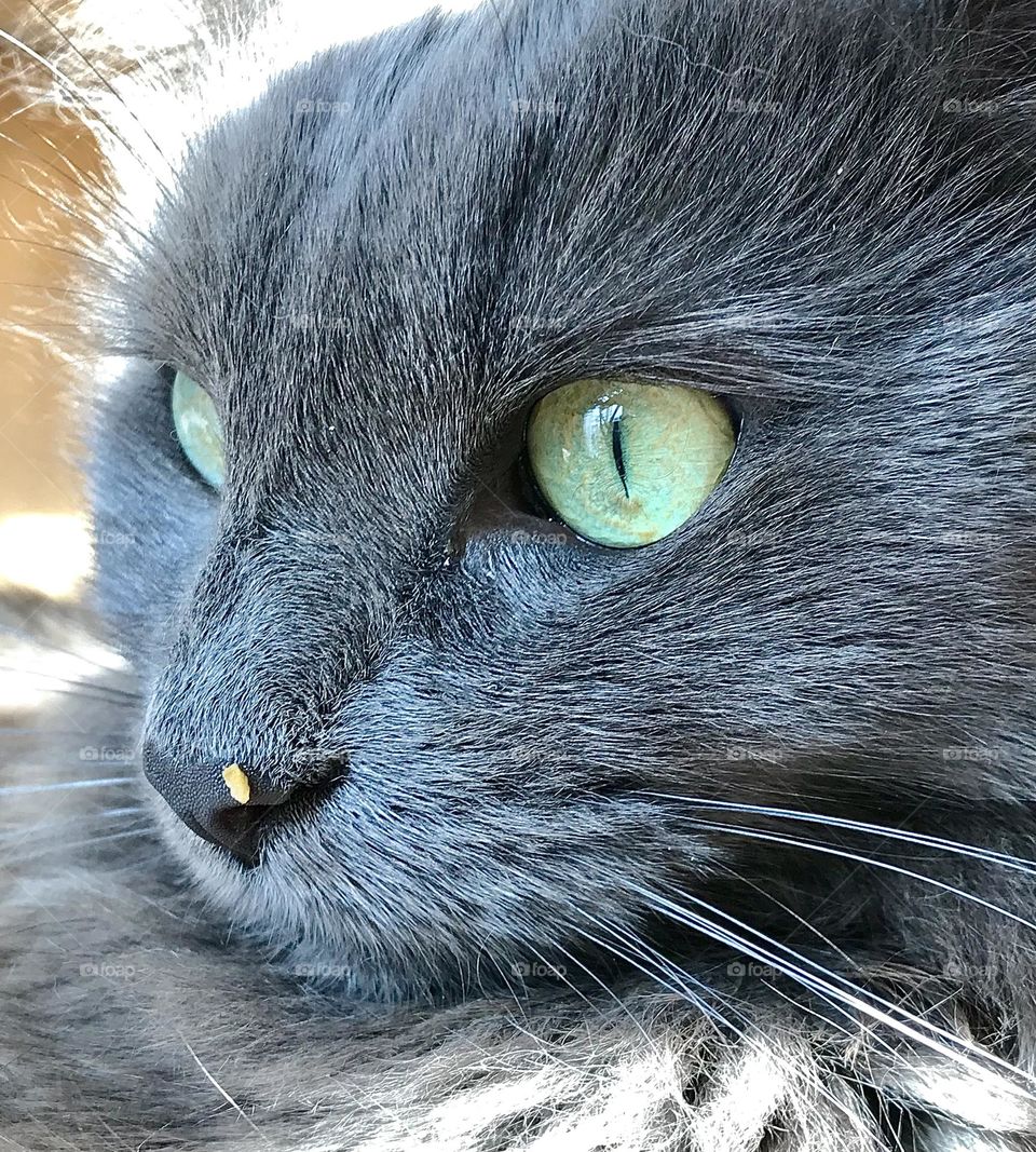 Close up of the face of a gray cat with something stuck to the end of her nose 