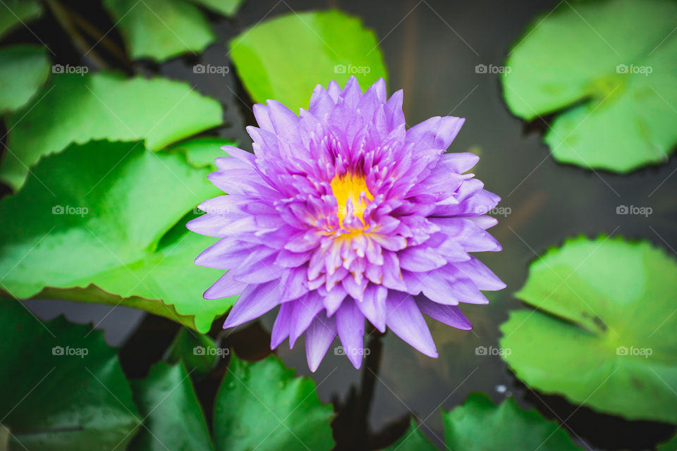 purple lotus at Petchaburi
