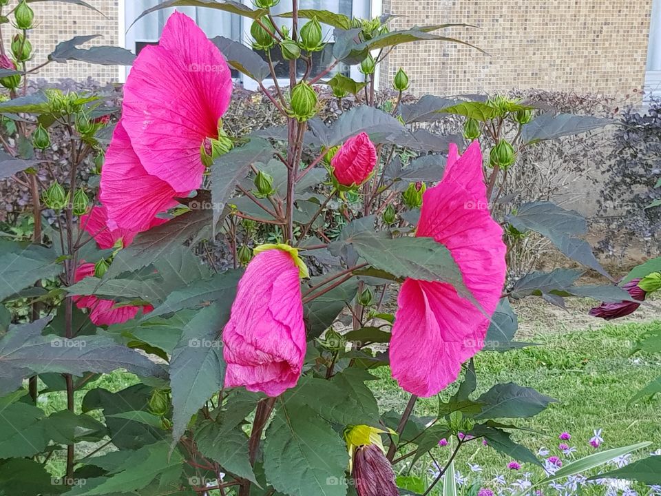 big pink flowers