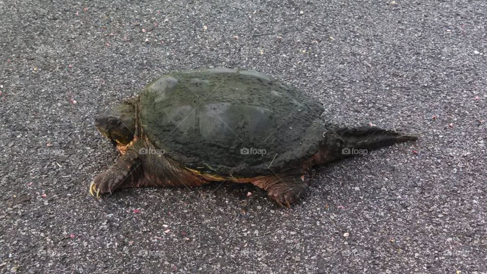 snapping turtle 