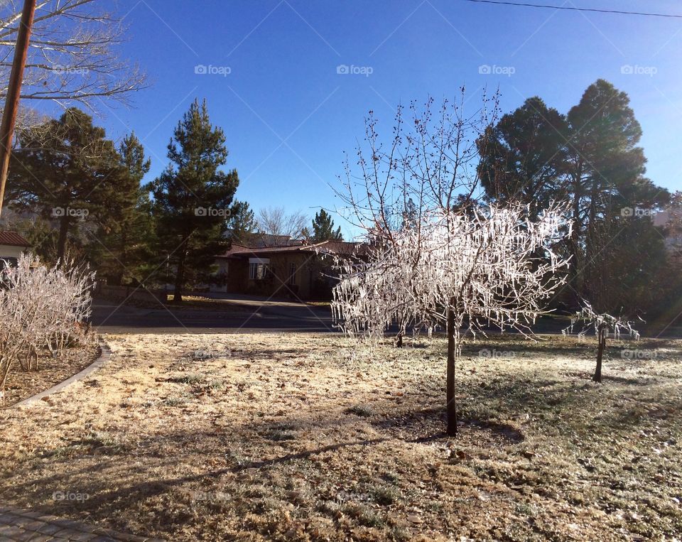 Icy trees in the spring