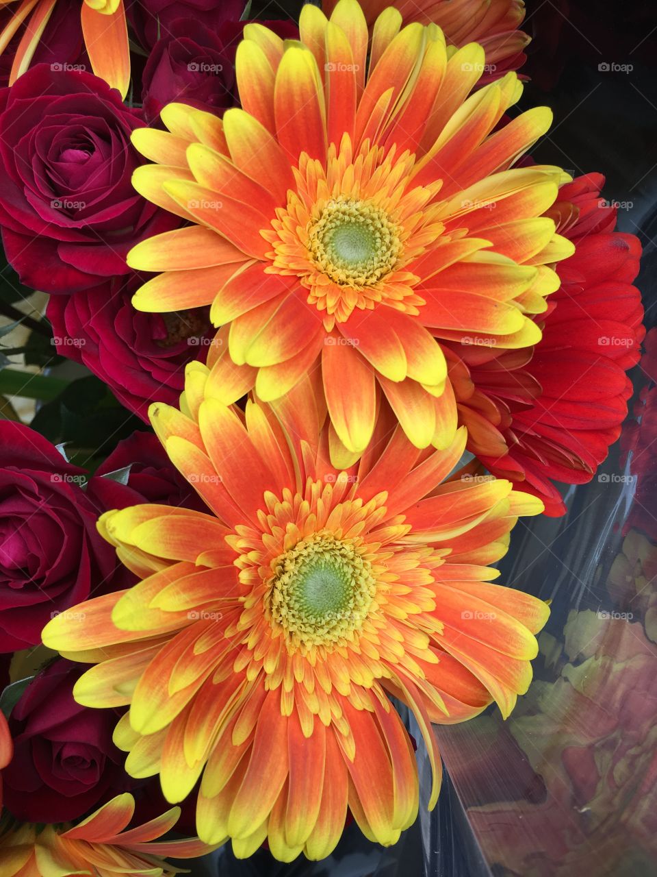 Orange gerbera