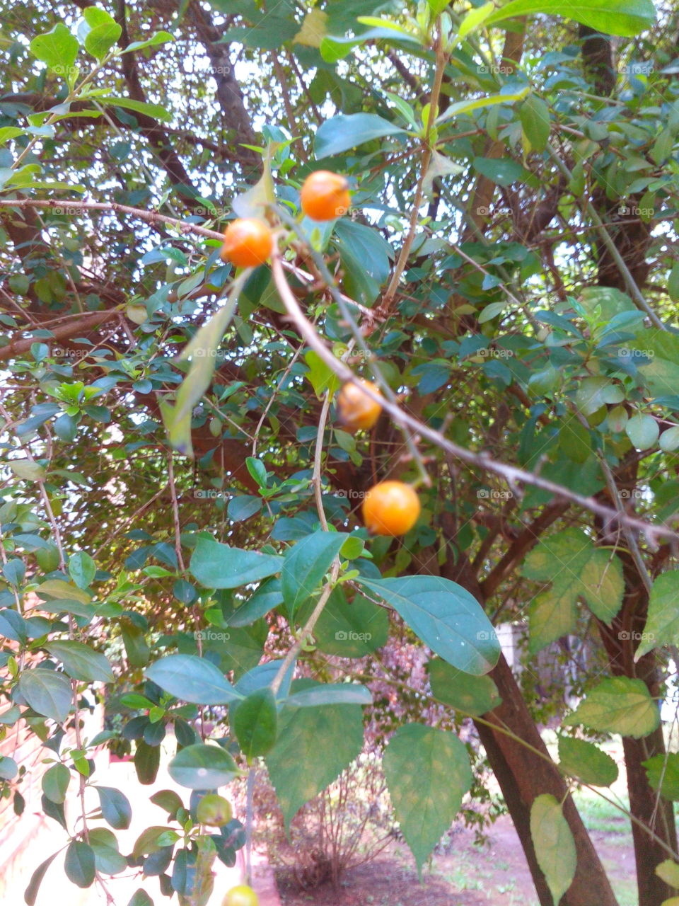Plant with orange berries.