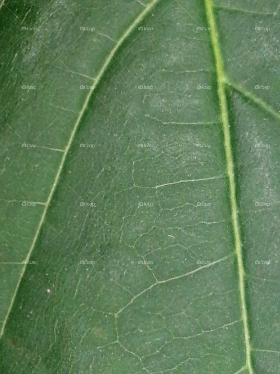Leaf close up