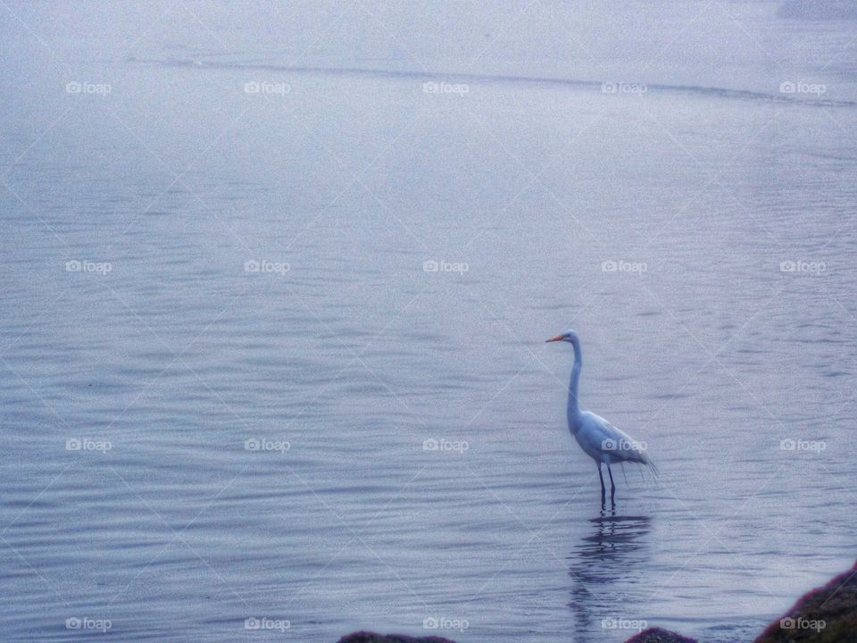 Peaceful. Santos, Brazil.