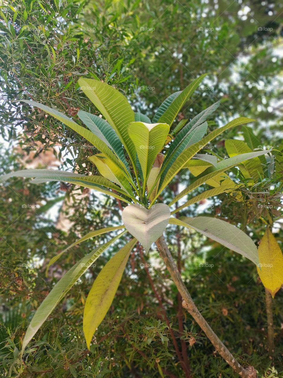 green tree leaves many different degrees of the same green