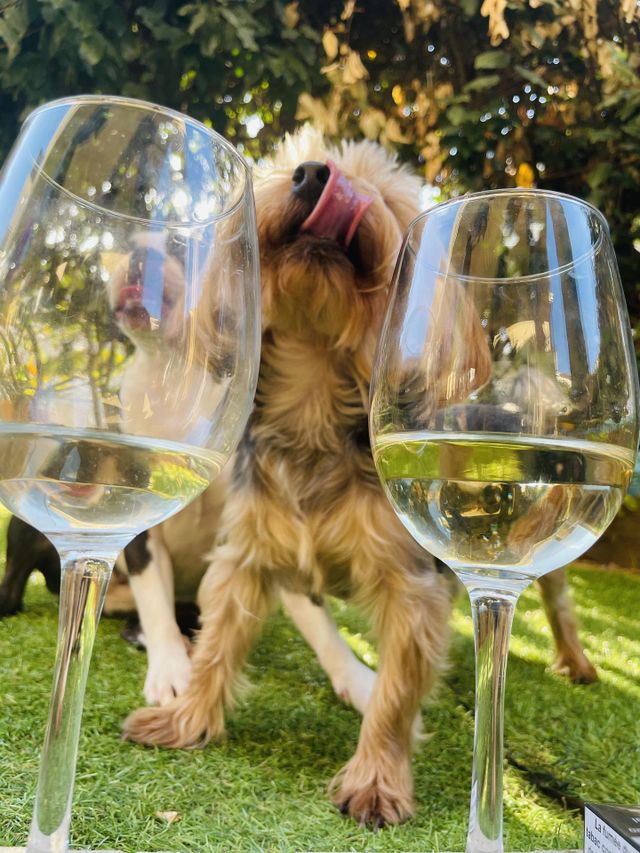 Dog and Wine! perfectly 