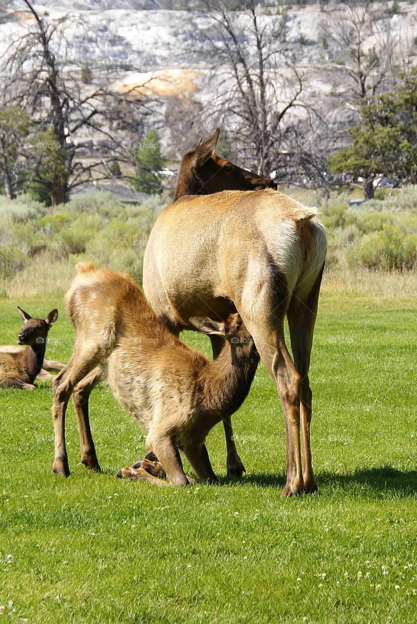 Elk nursing her young calf