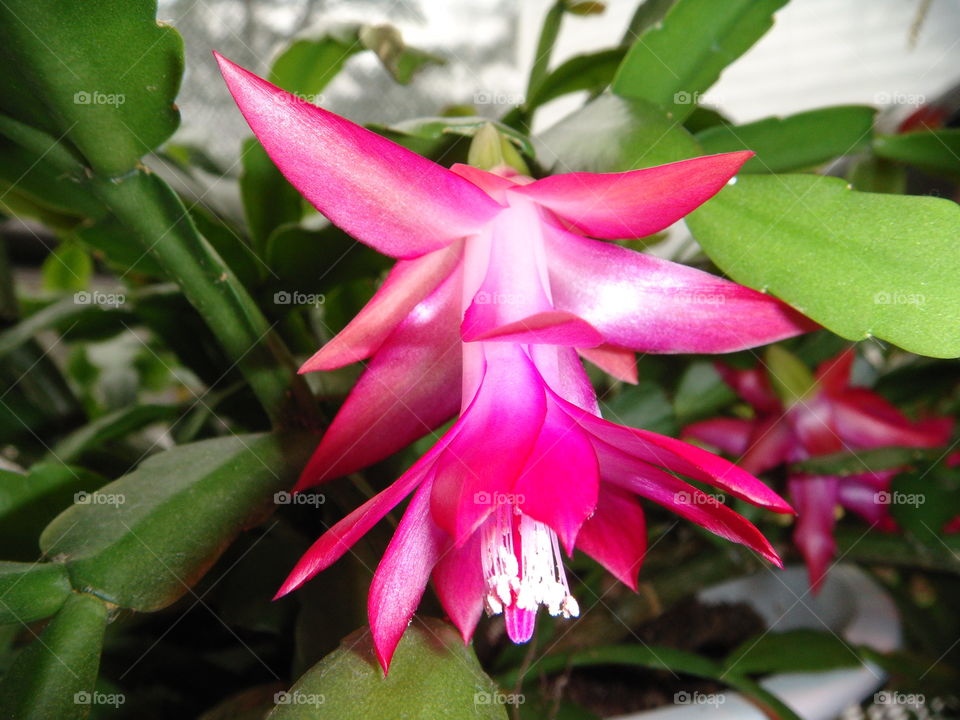 Christmas Cactus, single flower in full bloom. Close up photo shows it off!