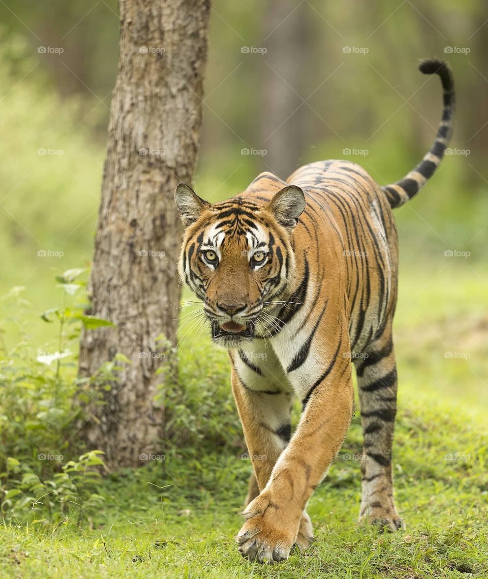 The QUEEN of the TEMPLE! ❤️