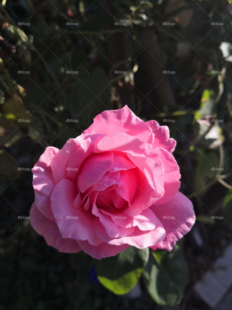 Flower in my garden 🌷