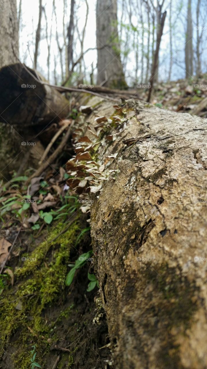 fungus on a log