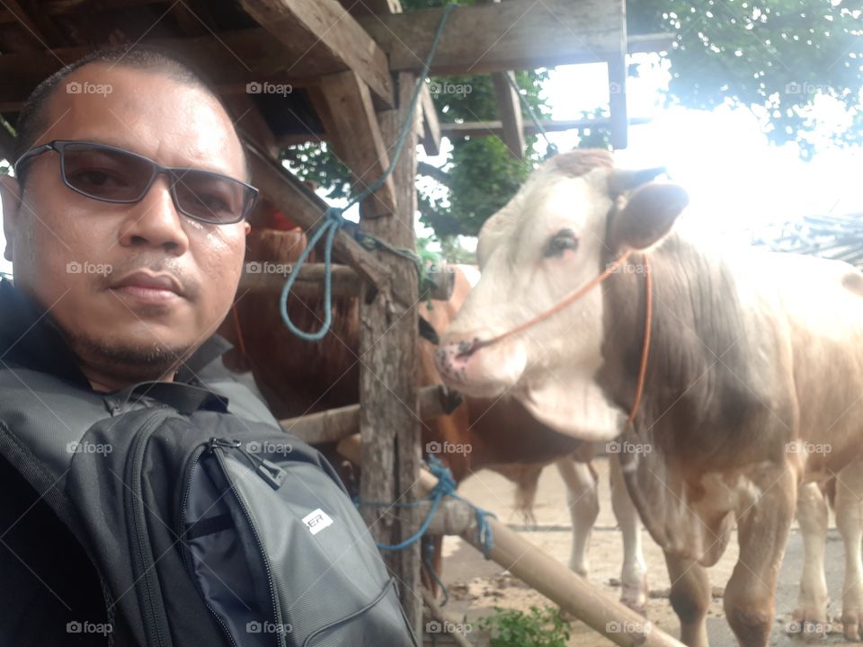 Cow Market at Sunggingan Boyolali