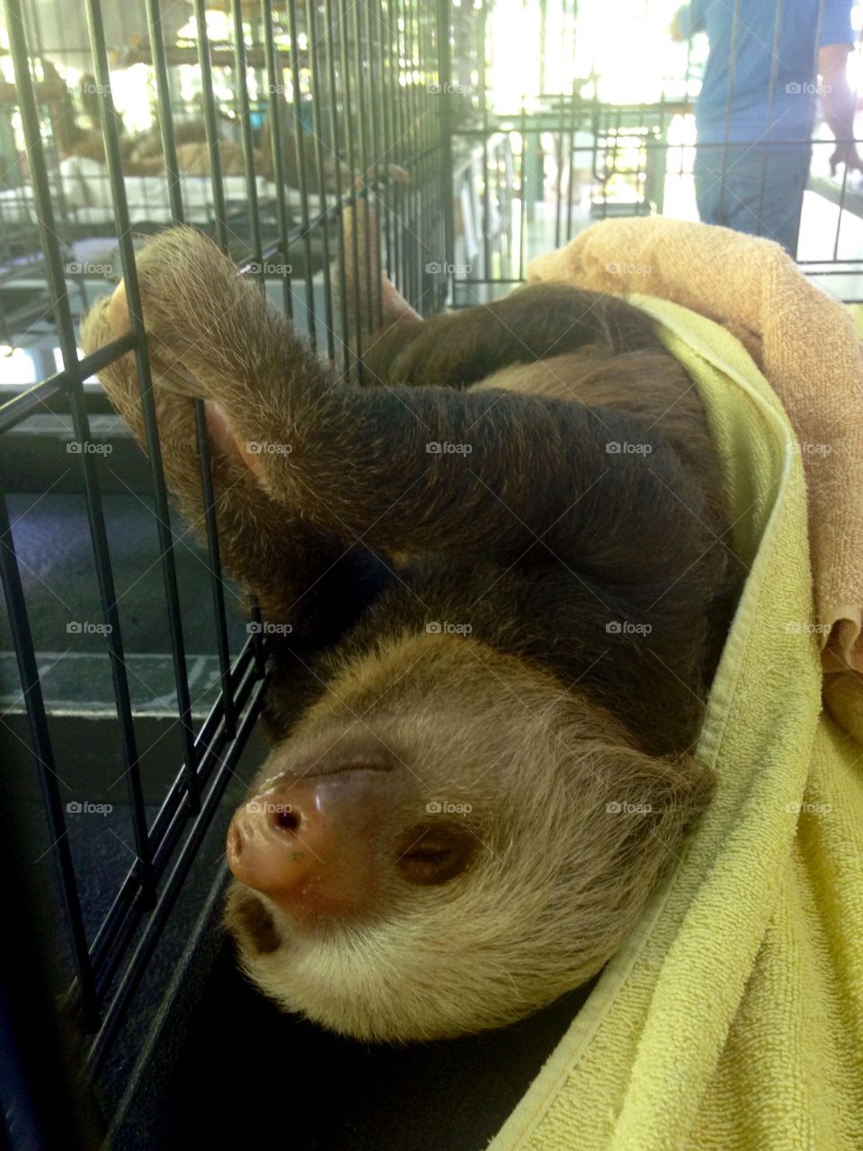 Sloth at the sloth sanctuary in Costa Rica 