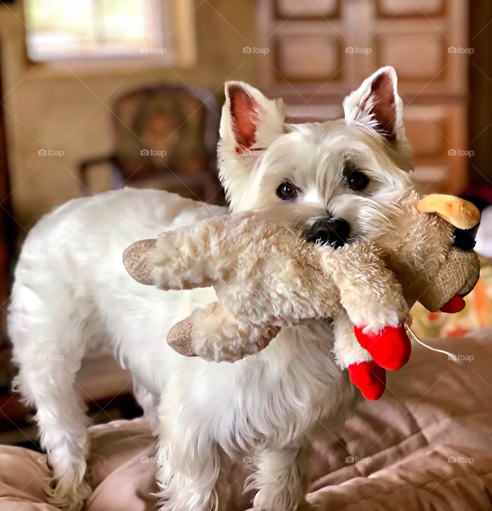 Foap Mission Fun Animals and Pets! Sweet Westie With Her Favorite Toy!