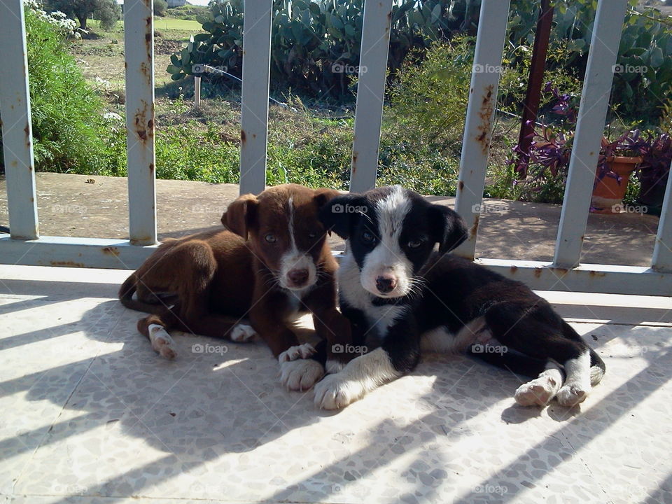 Two puppies - Sicily
