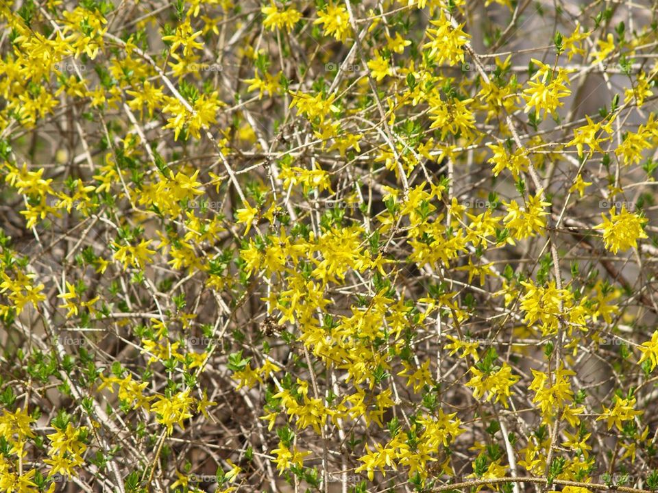 Forsythia