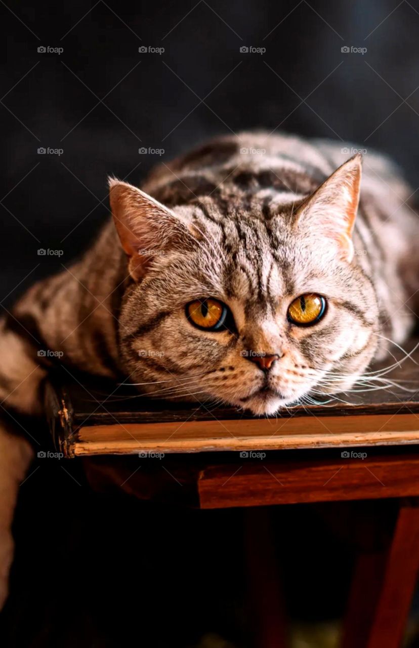 see the looks of cat looks like a see any thing nice colour cat attractive cat