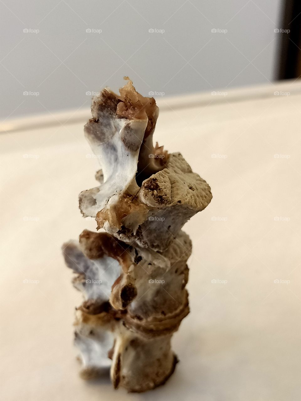 broken bone of sheep