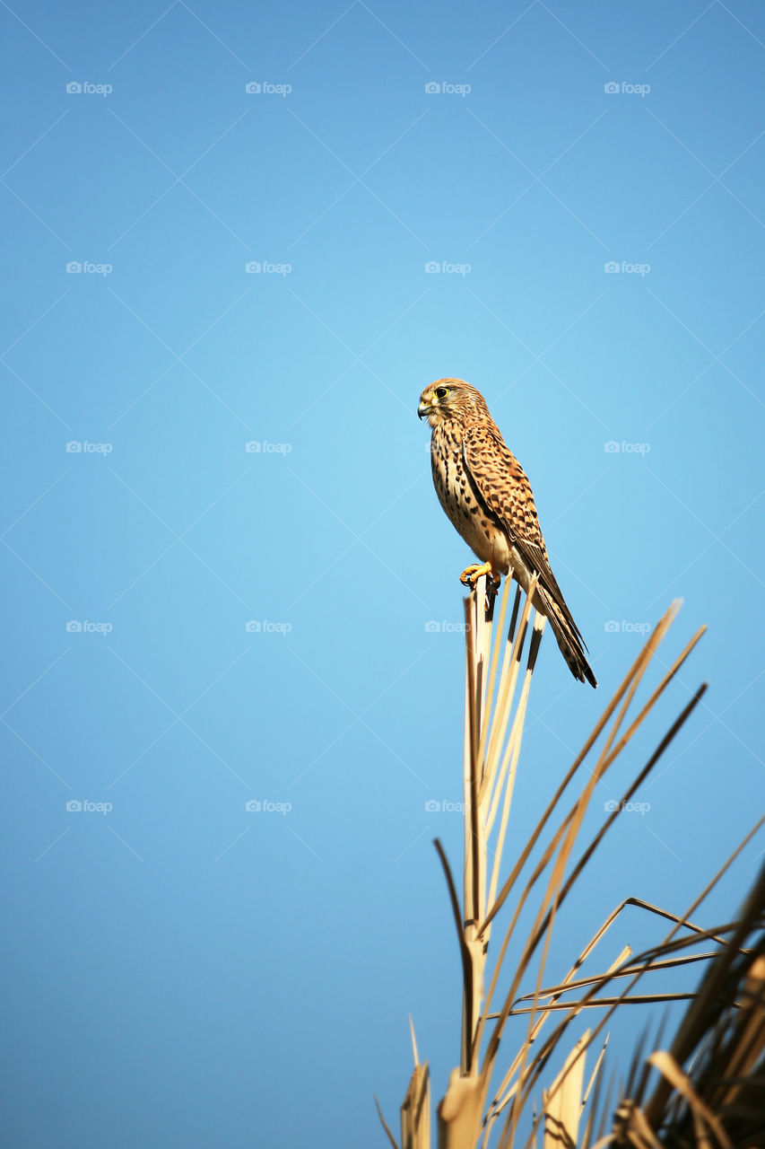 Bird Kestrel (Falco tinnunculus) perched on the top of a tee looking for mice or voles to hunt