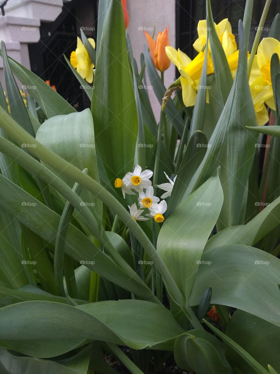 Flowers Grown Outside