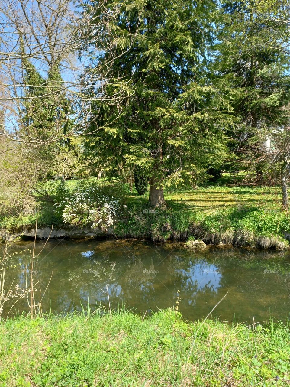 Fir Tree by the River