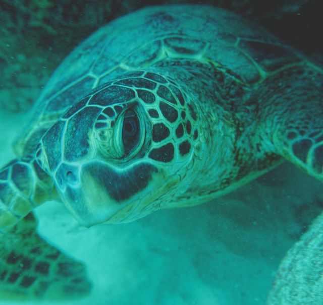 turtle eye