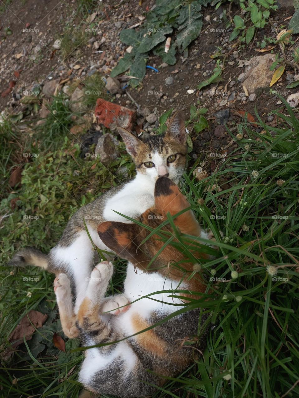 Cute kitten playing in the grass