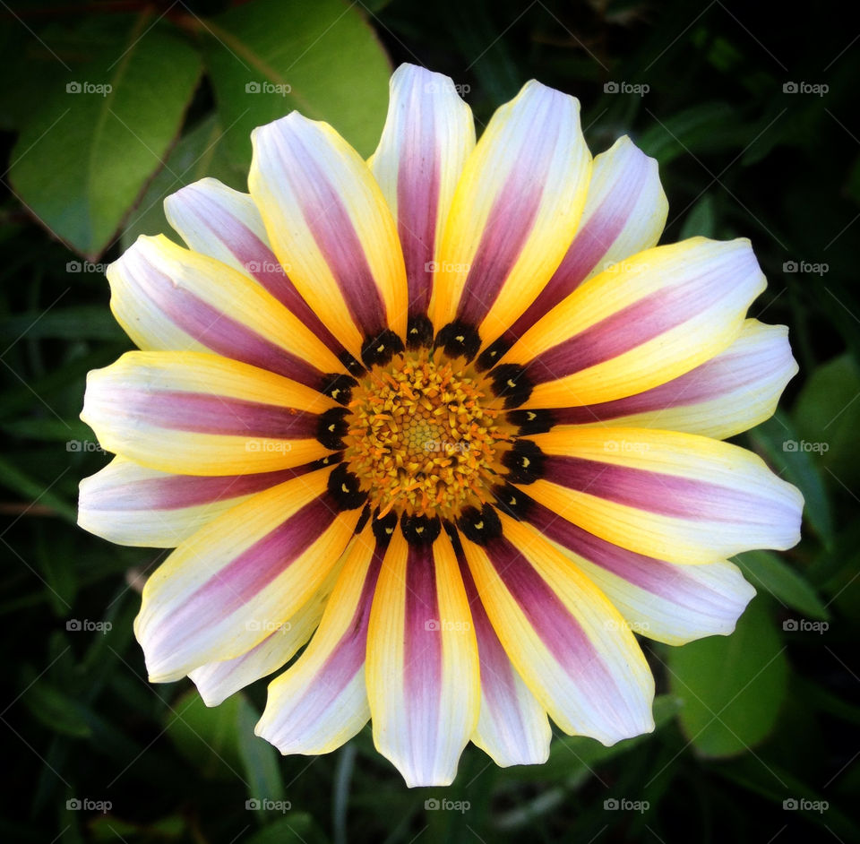 Vibrant Flower