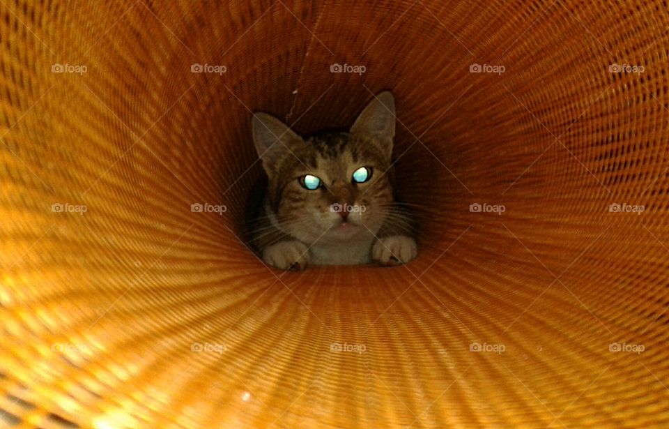 cat into the tunnel